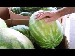 It has high water content and is super nutritious. How To Pick A Watermelon Youtube