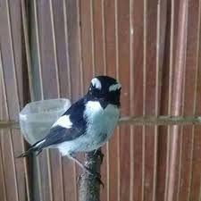 Free decu kembang mini gacor kemerecek mp3. Harga Burung Decu Kembang Tips Mengetahui Perbedaan Fisik Burung Decu Kembang Jantan Dan Betina Kicau Mania Burung Decu Kembang Little Pied Flycatcher Is A Species Of Bird In The Family Muscicapidae