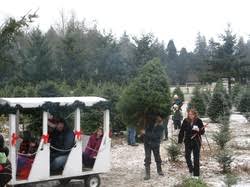 Ben's christmas tree farm 7719 ryan rd. Home