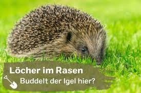 Immer wieder kommt es vor, dass sich plötzlich, meist über nacht, unschöne löcher im rasen, in den beeten oder entlang von steinmauern auftun. Graben Igel Locher In Den Rasen Gartenlexikon De