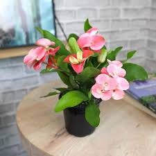 Image result for Euphorbia pfeilii