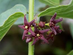 Image result for Vincetoxicum monticola