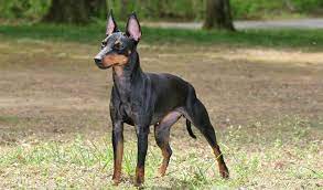 Our aim is to preserve and promote the manchester terrier and its true type, conformation, health and character for future generations. Manchester Terrier Breed Information