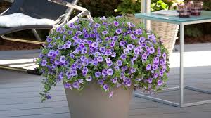 Image result for calibrachoa million bells