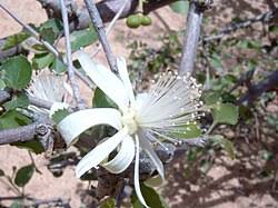 Image result for Grewia sulcata