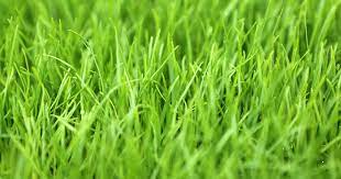 Many new and improved seeded varieties. Contractors Mix Grass Seed Pennington