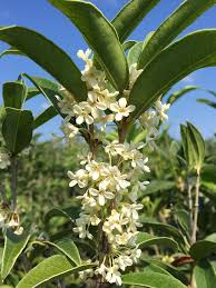 Check spelling or type a new query. Shop Fragrant Tea Olive Tree For Sale Buy Shrubs Online Perfect Plants