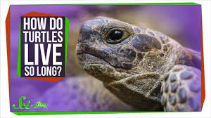 How Do Turtles Live So Long Youtube