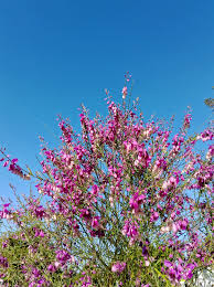 Image result for Polygala virgata