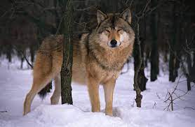 Wolf wolves predator animal nature grey wild wildlife mammal. 71 170 Wolf Photos Free Royalty Free Stock Photos From Dreamstime