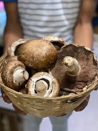 Sep 24, 2018 · the portobello mushroom is one of the most widely consumed mushrooms in the world. Portobello Mushrooms Nature S Soul