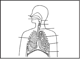 Using the red alt i like your colors page, you can find all color codes used by any web page on. Respiratory System Diagram To Label Labels Ideas 2019