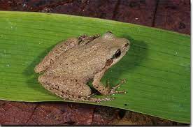 The species is endemic to the united states. Mountain Chorus Frog Kentucky Department Of Fish Wildlife