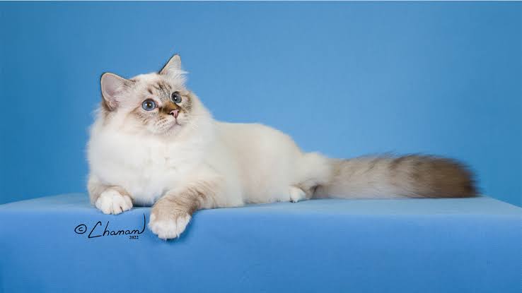 Birman - The Cat Fanciers' Association