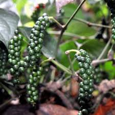 Check spelling or type a new query. Kali Mirch Black Pepper Plant Buy Online In India At Plantsguru Com