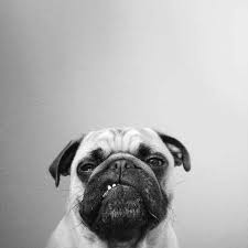 Because He Doesn T Even Care About The Law Pugs Funny Cute Pugs Pugs