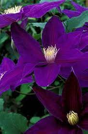 We did not find results for: Clematis The Velvet Clematis Flower Purple Flowers Garden Clematis