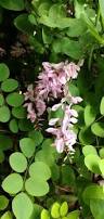 Image result for Indigofera kirkii