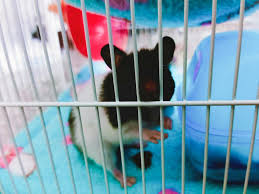 เจ าหน แฮมสเตอร ชอบอมอาหารไว ท แก มท งสองข าง เม อเขาได ย นเส ยง ได เห นอะไร หร อได กล นแปลกๆ ก จะ หย ด น งและจ องมองไปทางน น ใบห ของเขาน นก จะต งช นข