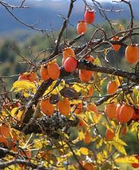 The persimmon /pərˈsɪmən/ is the edible fruit of a number of species of trees in the genus diospyros. Chocolate Persimmon Chocolate Persimmon Blackberry Syrup Persimmon