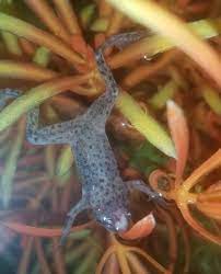 African dwarf frogs can be a lovely addition to your aquarium, but it's important to take proper care of them. Sick African Dwarf Frog Aquarium Advice Aquarium Forum Community