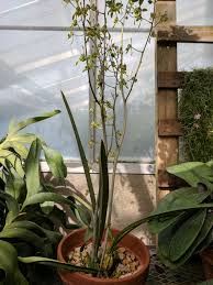 Image result for Oeceoclades