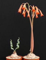 Image result for Cyrtanthus galpinii