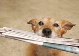 Experienced canine behavior specialist, offering training, behavior modification and affordable board & train packages 1 on 1 training rates, $80 per hour of 10 pack for $700 Home Seattle Board And Train