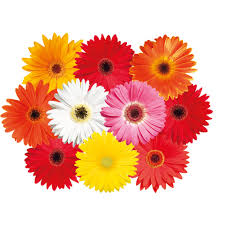 Image result for Gerbera jamesonii