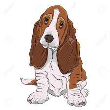 We did not find results for: Basset Hound Puppy Realistic Royalty Free Cliparts Vectors And Stock Illustration Image 57238247
