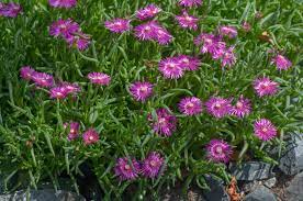 How do you care for an ice plant? Ice Plant Care Growing Guide