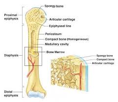 Learn the bones of the body with skeletal system quizzes. Bones Note