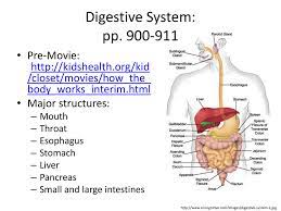 Increase and decrease the gizmo size. Dgizmo Galbladder Digestive System Gizmo Introduction Youtube Bile Is A Liquid Produced By The Liver The Gallbladder Releases Bile Into The Digestive System When It S Needed Daswintermdchen