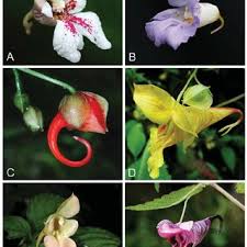 Image result for Stemodiopsis buchananii