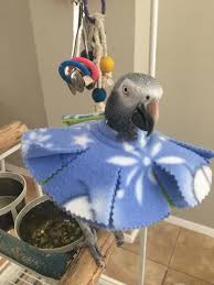 Birds Be Safe Collar Holiday Edition Bird Collar Bird Collar Cute Baby Animals Bird