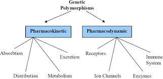 Pharmacogenomics And Personalized Medicinemedcastle Com Personalized Medicine Pharmacology Nursing Medical Humor
