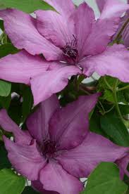 Image result for Clematis dolichopoda