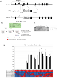 Homologous Recombination-Enhancing Factors Identified by Comparative  Transcriptomic Analyses of Pluripotent Stem Cell of Human and Common  Marmoset
