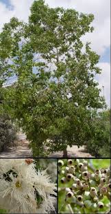 Image result for Eucalyptus torelliana
