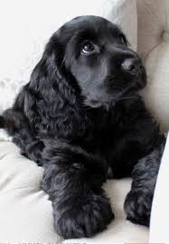 Full Grown Black American Cocker Spaniel Cocker Spaniel Puppies Grow Into Such Loyal Friends Black Cocker Spaniel Puppies Cocker Spaniel Puppies Spaniel Puppies