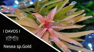 Image result for Nesaea pedroi