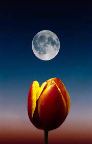 Maybe you would like to learn more about one of these? Moon Phone Wallpapers Top Free Moon Phone Backgrounds Wallpaperaccess