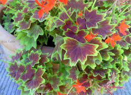 Pelargonium Vancouver Centennial Primavera Al Rojo Vivo El Blog De La Tabla