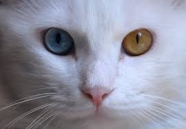 They include japanese bobtails, khao manee, oriental shorthair, persian, sphynx, turkish angoras and turkish vans. Odd Eyed Cats Cats With Two Differently Colored Eyes Cats White Cats Cat Aesthetic