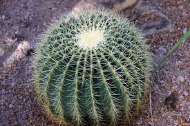 Antes de que comenzara el comercio de cactus. Como Hacer Sustrato Para Cactus Y Suculentas