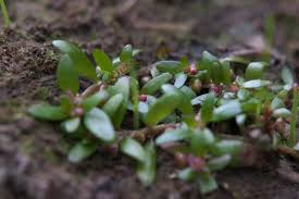 Image result for Elatinaceae