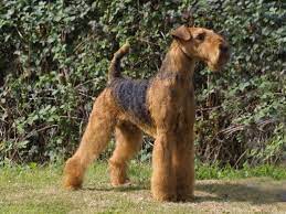 Lancaster puppies has pomsky puppies for sale near me. Airedale Terrier Wallpapers Airedale Terrier Airedale Terrier Puppies Airedale Puppy