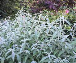 Image result for Komule střídavolisté