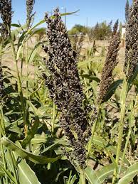 Image result for Sorghum bicolor