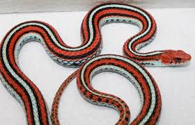 The giant garter snake is one of the largest garter snakes. Don S Garter Snakes Home Facebook